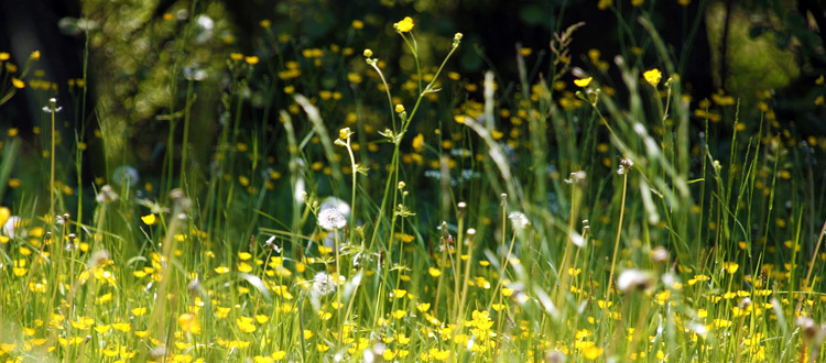 Mythen und Wahrheiten über den Heuschnupfen