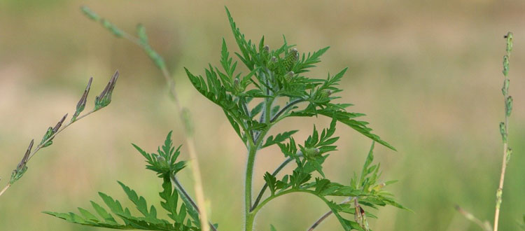 Neue Behandlungsmöglichkeit bei Ambrosia-Allergie