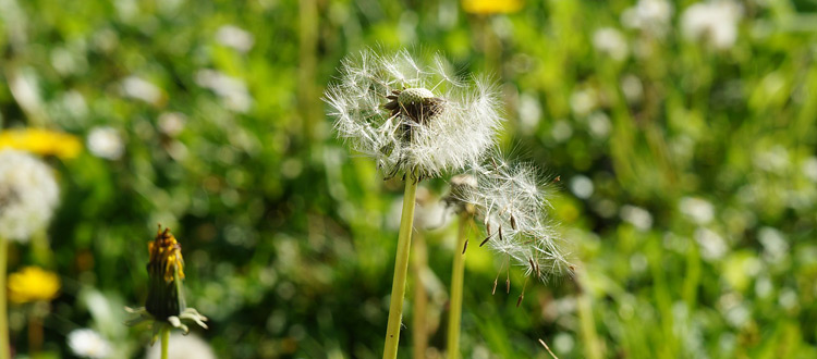 Fast jeder Fünfte leidet unter Heuschnupfen